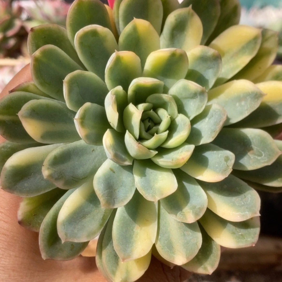 031冰梅锦锦锦锦锦锦锦锦