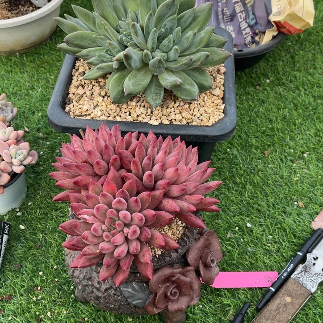 喵***小鱼寄养不发货。。。