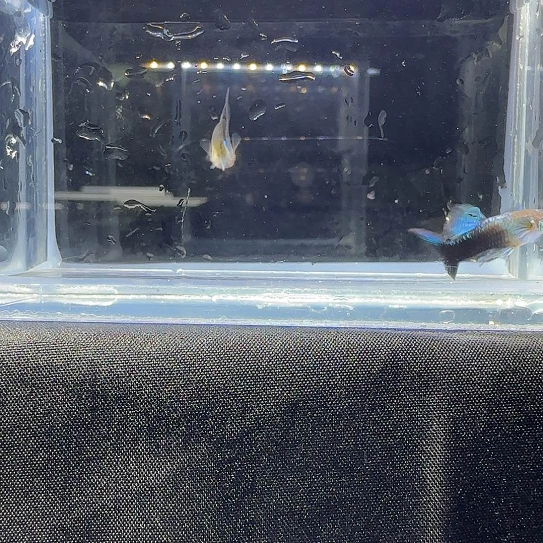孔雀鱼关注主播可以竞拍