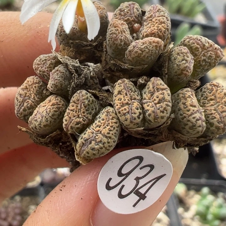 934号111111111111111