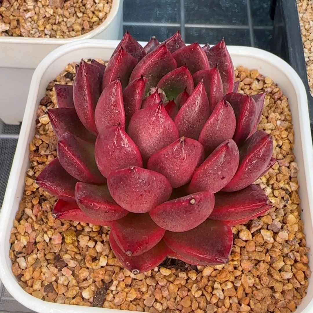 从前慢花园精选多肉粉钻