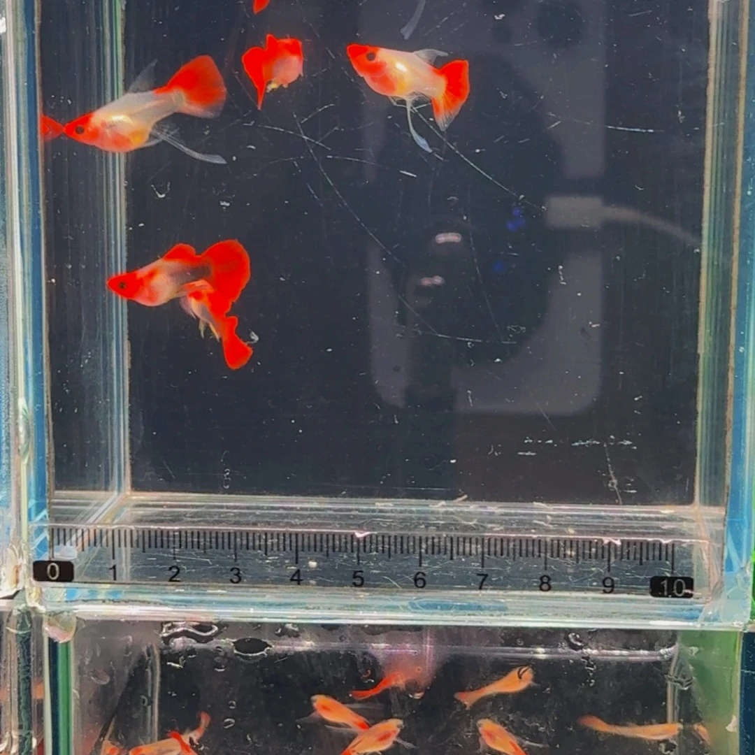 孔雀鱼球体红头玻璃猫，母鱼缎带大c，普通公鱼，1对