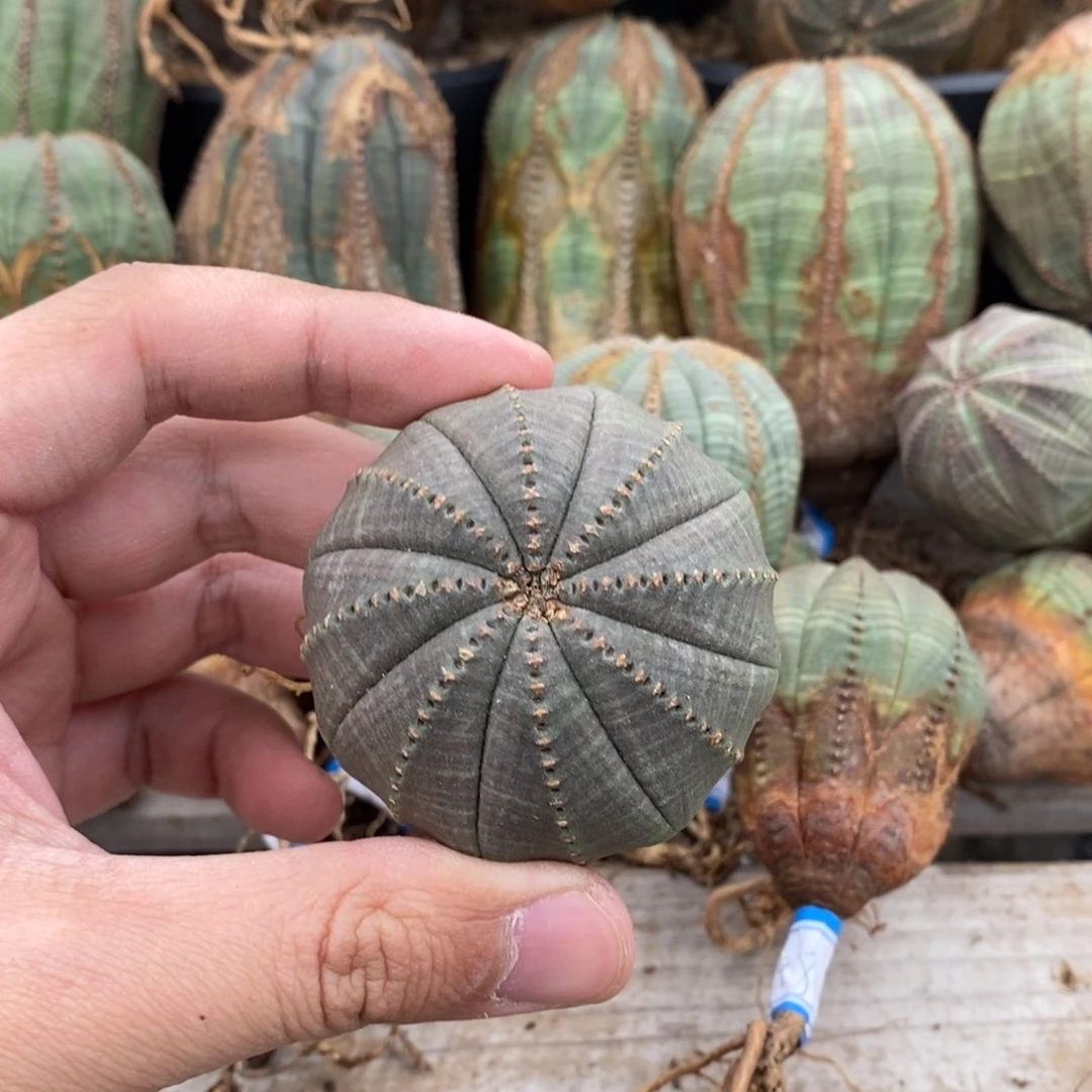 32 欧系实生布纹球多肉植物