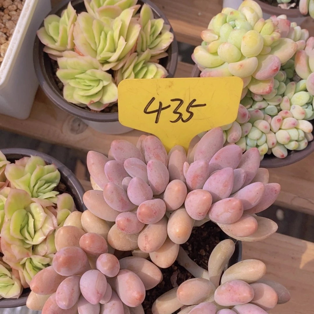 开心多肉，一物一拍，3单包邮