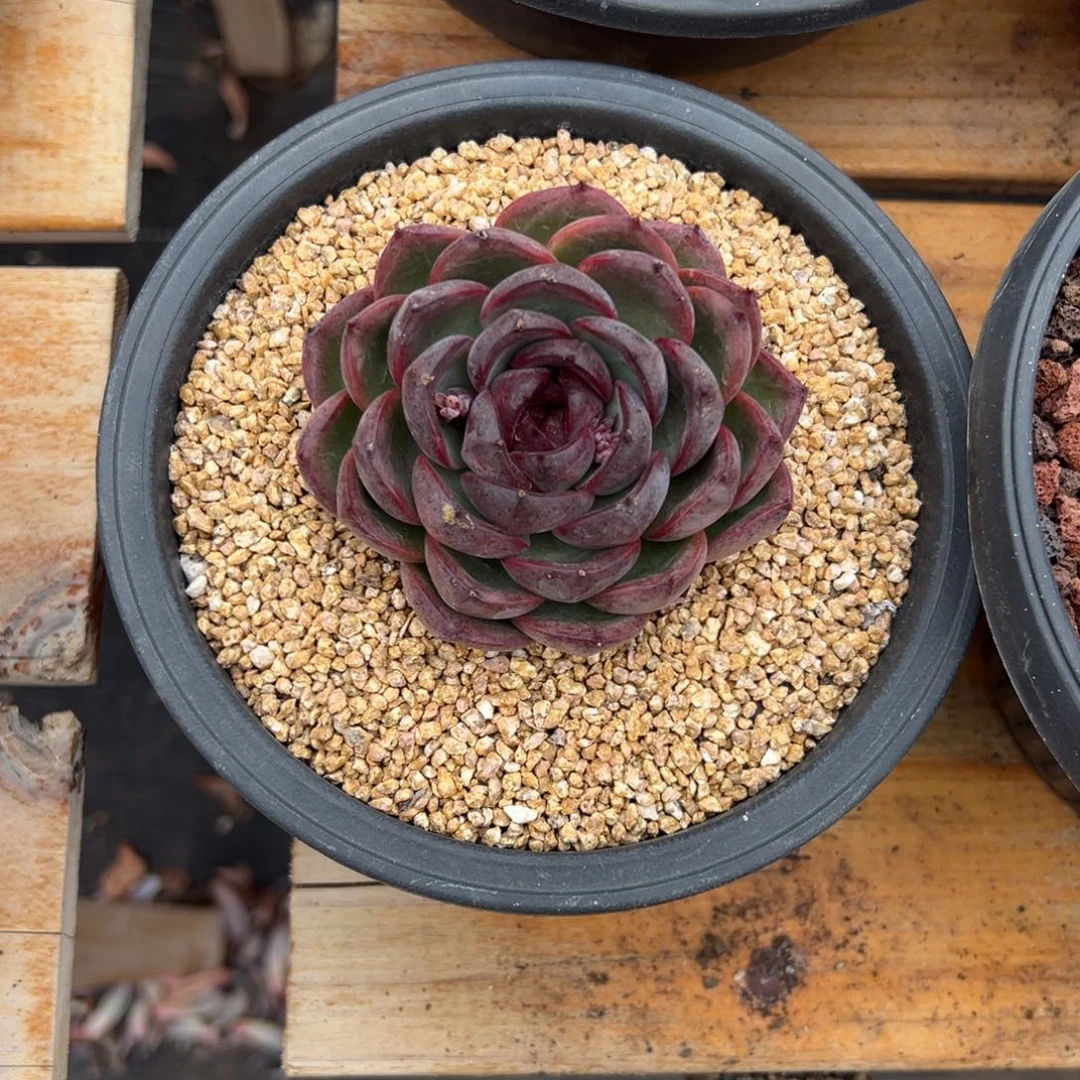 多肉单头黑橙【非偏远地区满18包邮】