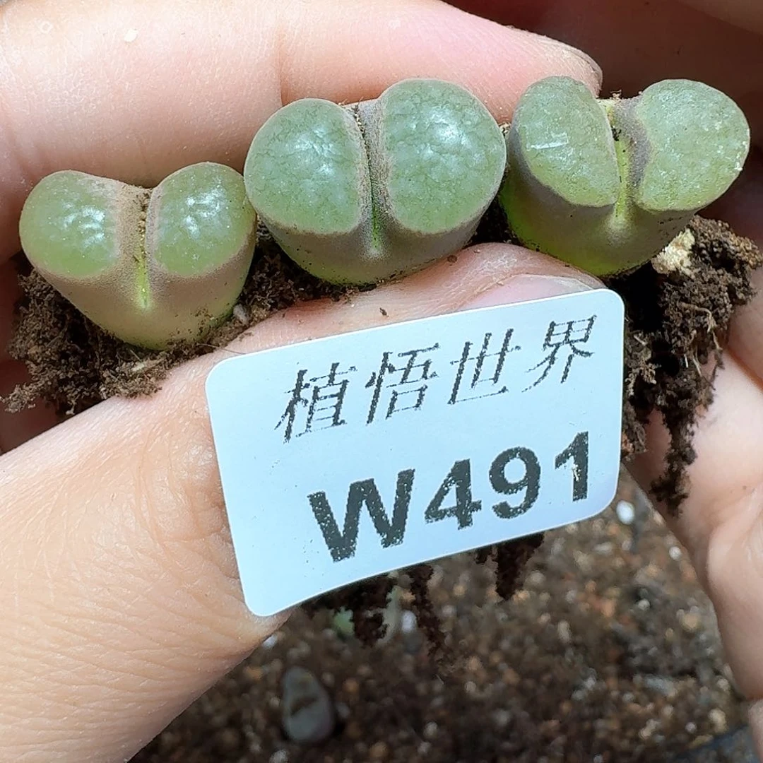多肉植物的润泽额fv