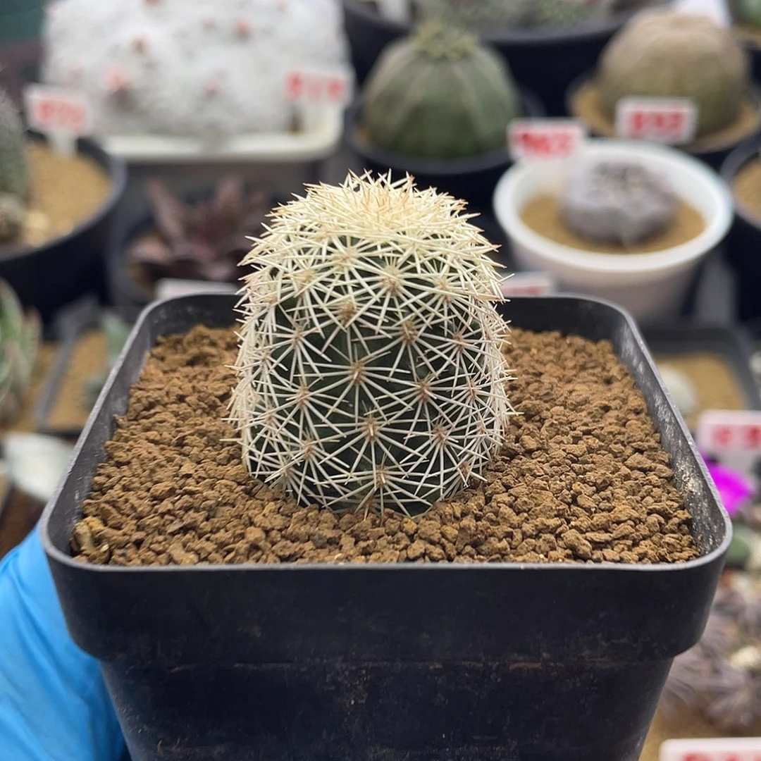 实生金刺圣诞虾仙人球多肉