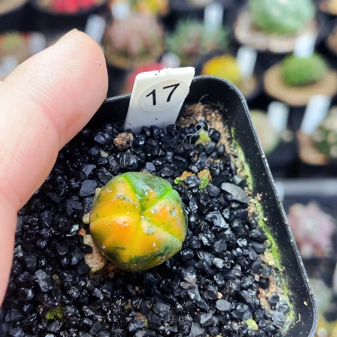 非偏远地区满25包邮仙人球