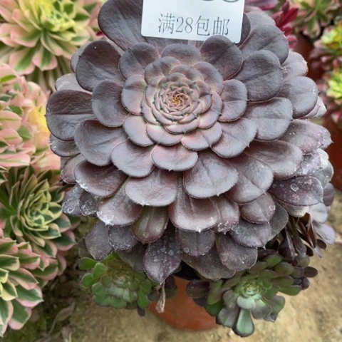 黑萝莉多肉多肉5588