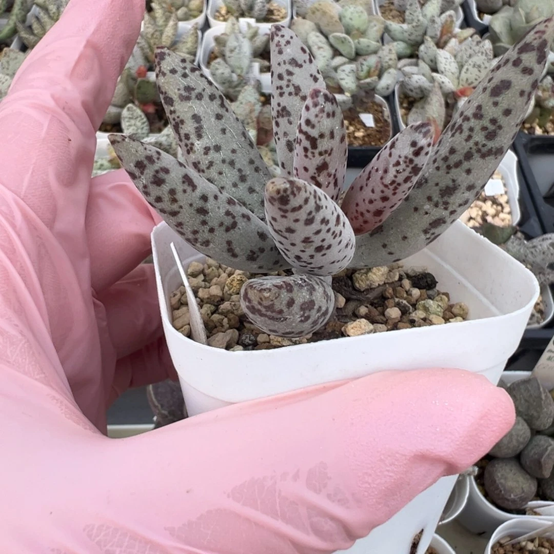 219老桩斑点水泡实生