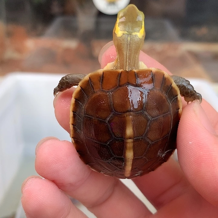 宠物龟母玛莎球体安苗