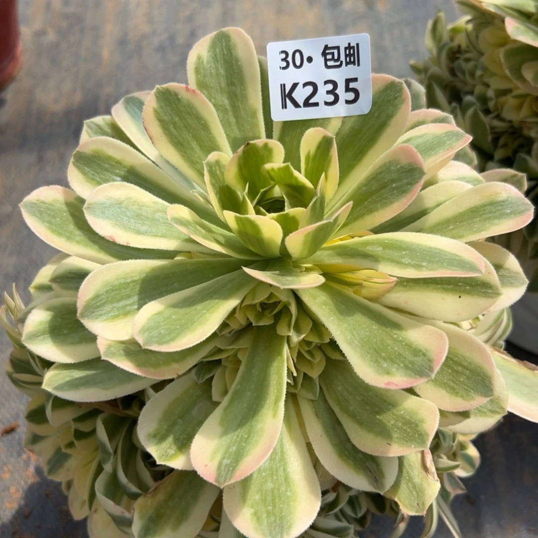 235新尼亚多肉法师