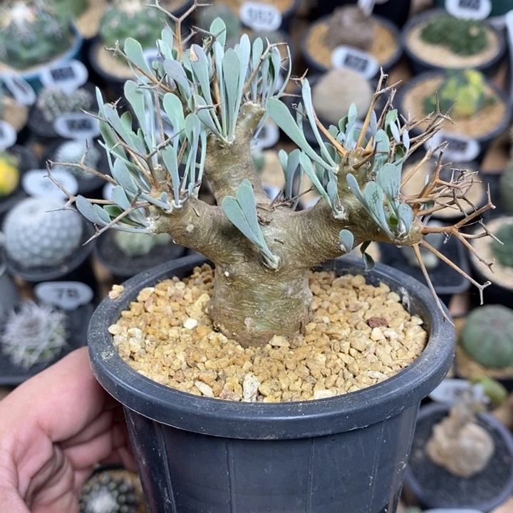 实生黑鬼殿厚敦菊566号7cm