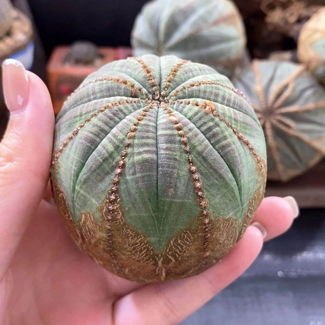 原产地布纹球精品一物一拍