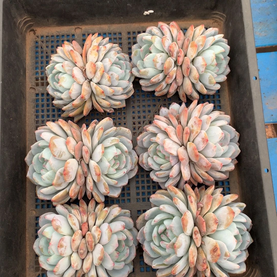 889号新疆西藏内蒙古不包邮的