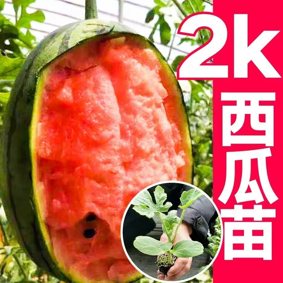 超甜2k西瓜苗带土球皮薄手剥小西瓜苗