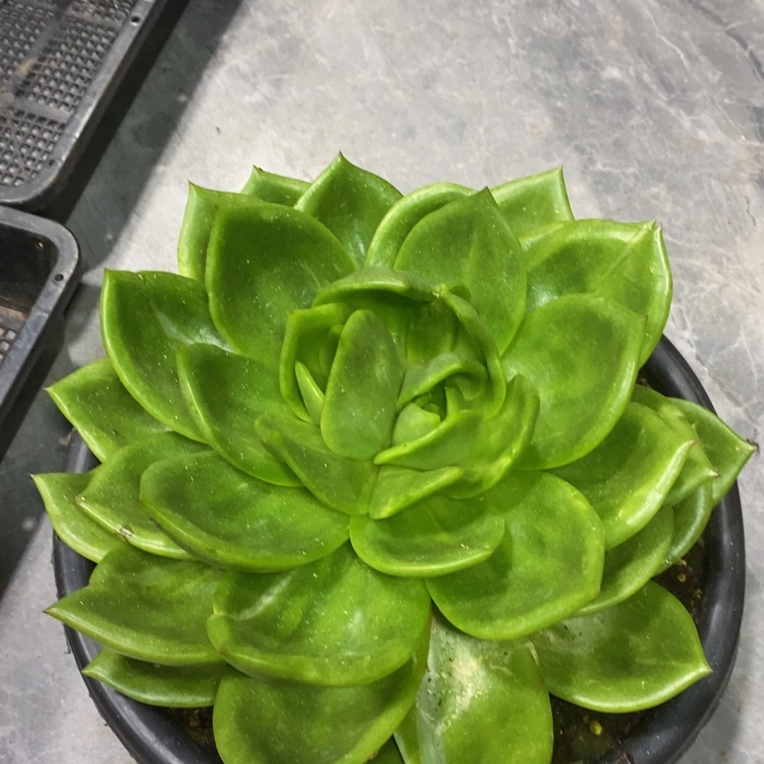 L***吖福利特价翠花变异锦