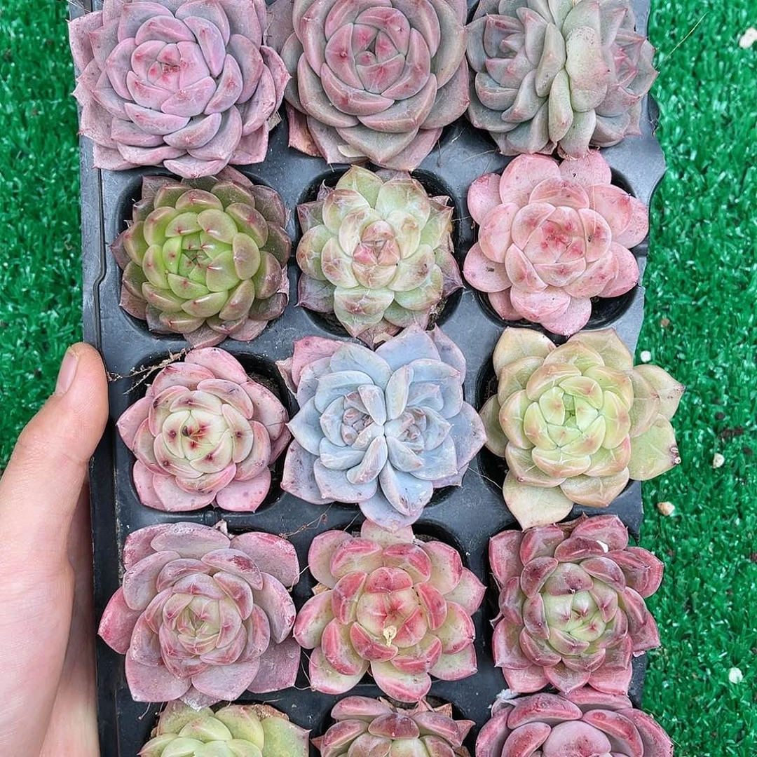 多肉一物一拍21-30