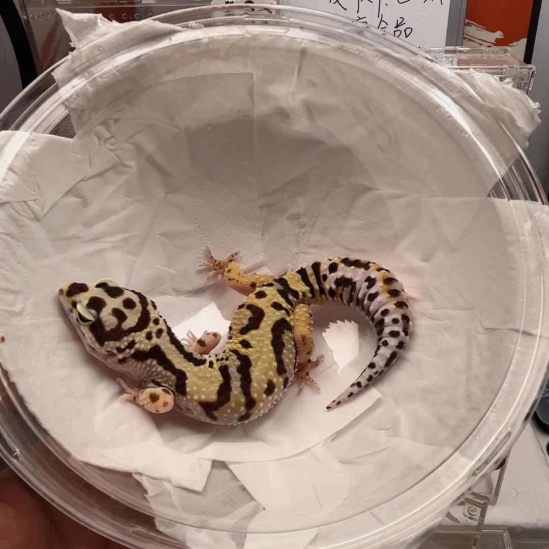 衔***蛇豹纹守宫123123123