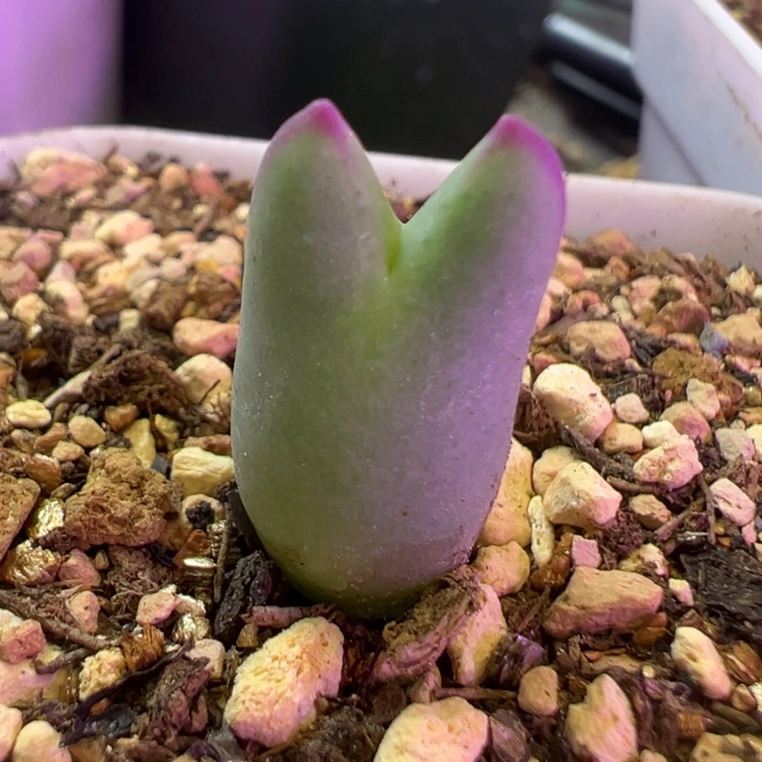 马***卜专拍专拍 肉锥植物