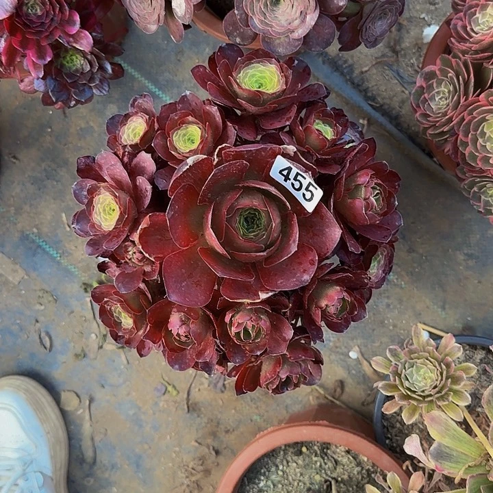 完全开放雨****逅455法师多肉 媚金玫瑰