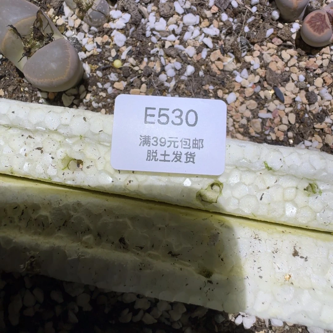 530净窗日轮多肉