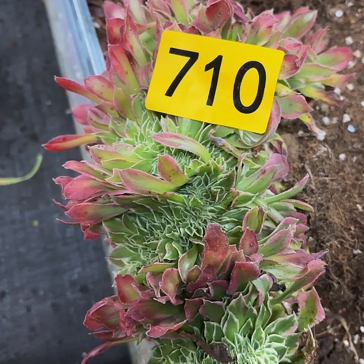 雨***。多肉植物白凤梨710