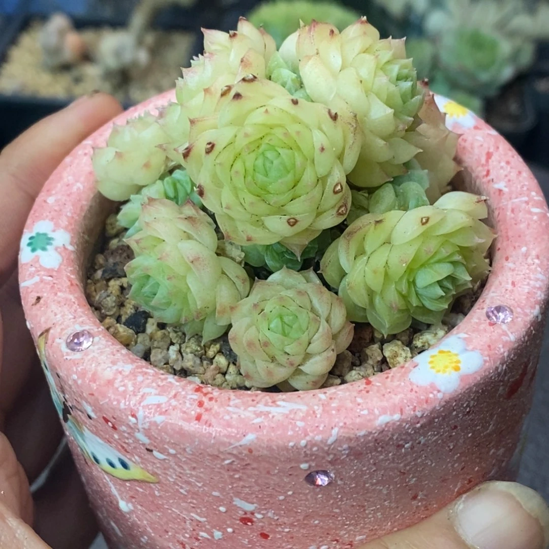 珍妮心小脸麦秆寄养台精控