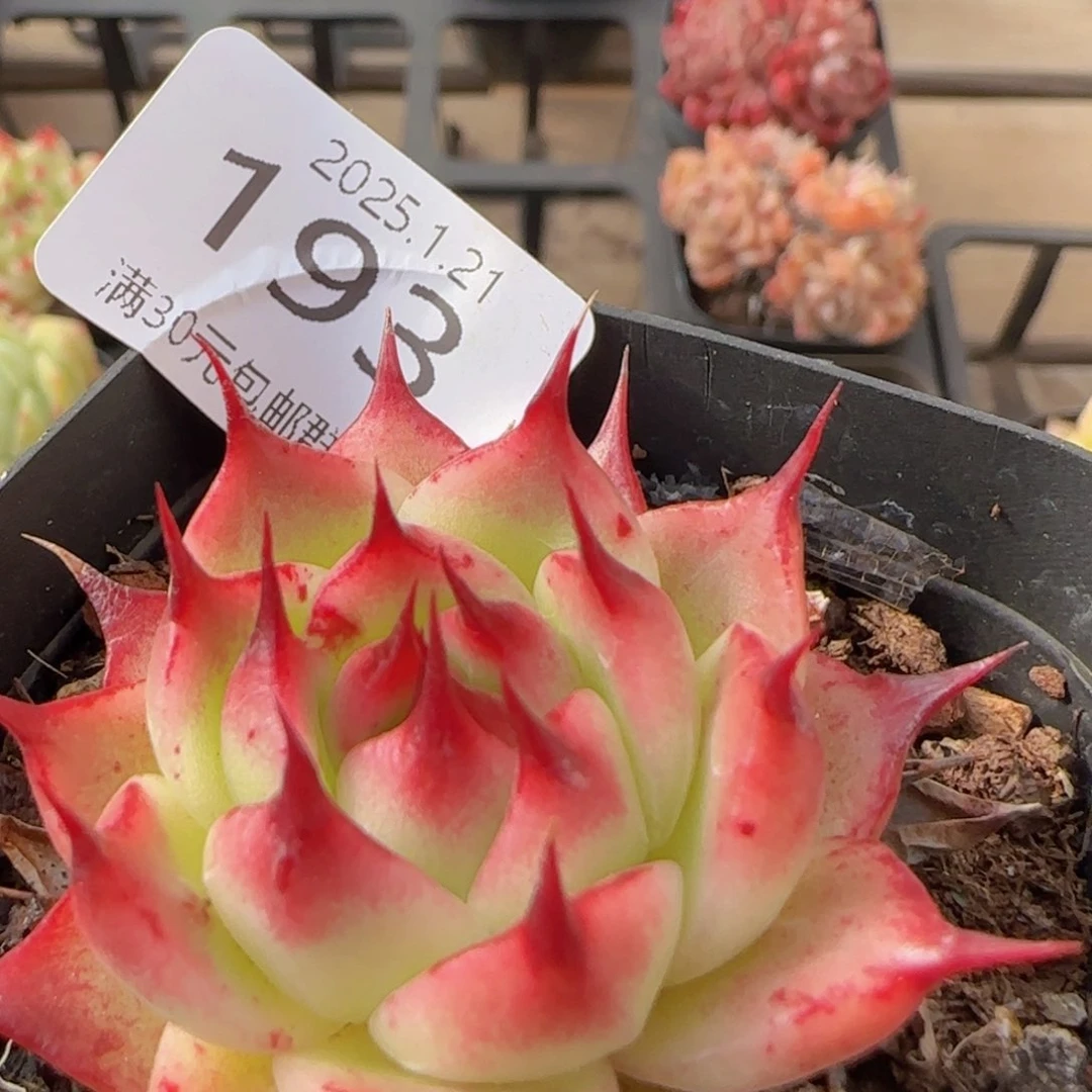 长睫毛单头一颗脱土