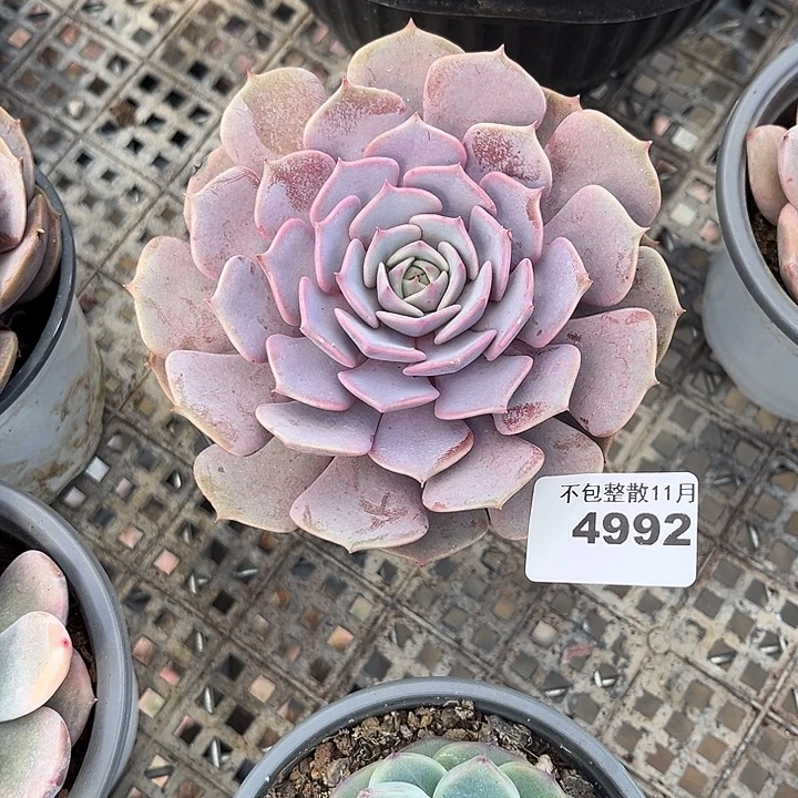 阿雅园艺。       4992粉蝶