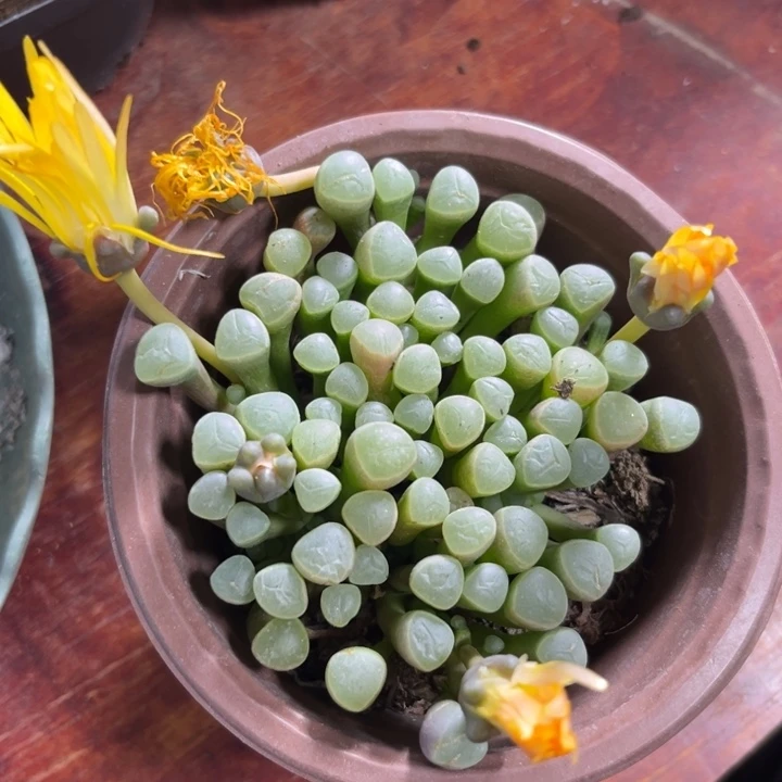 可爱多肉五十铃玉001