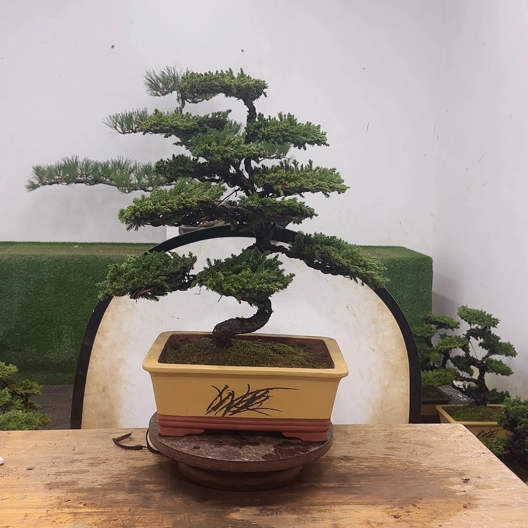 盆景盆景哦家盆景