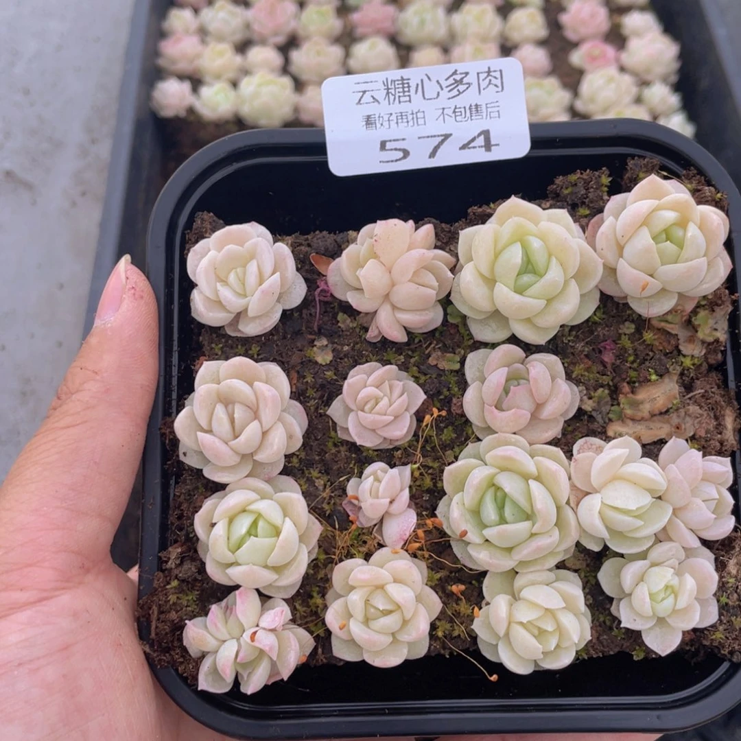 云糖心多肉植物574