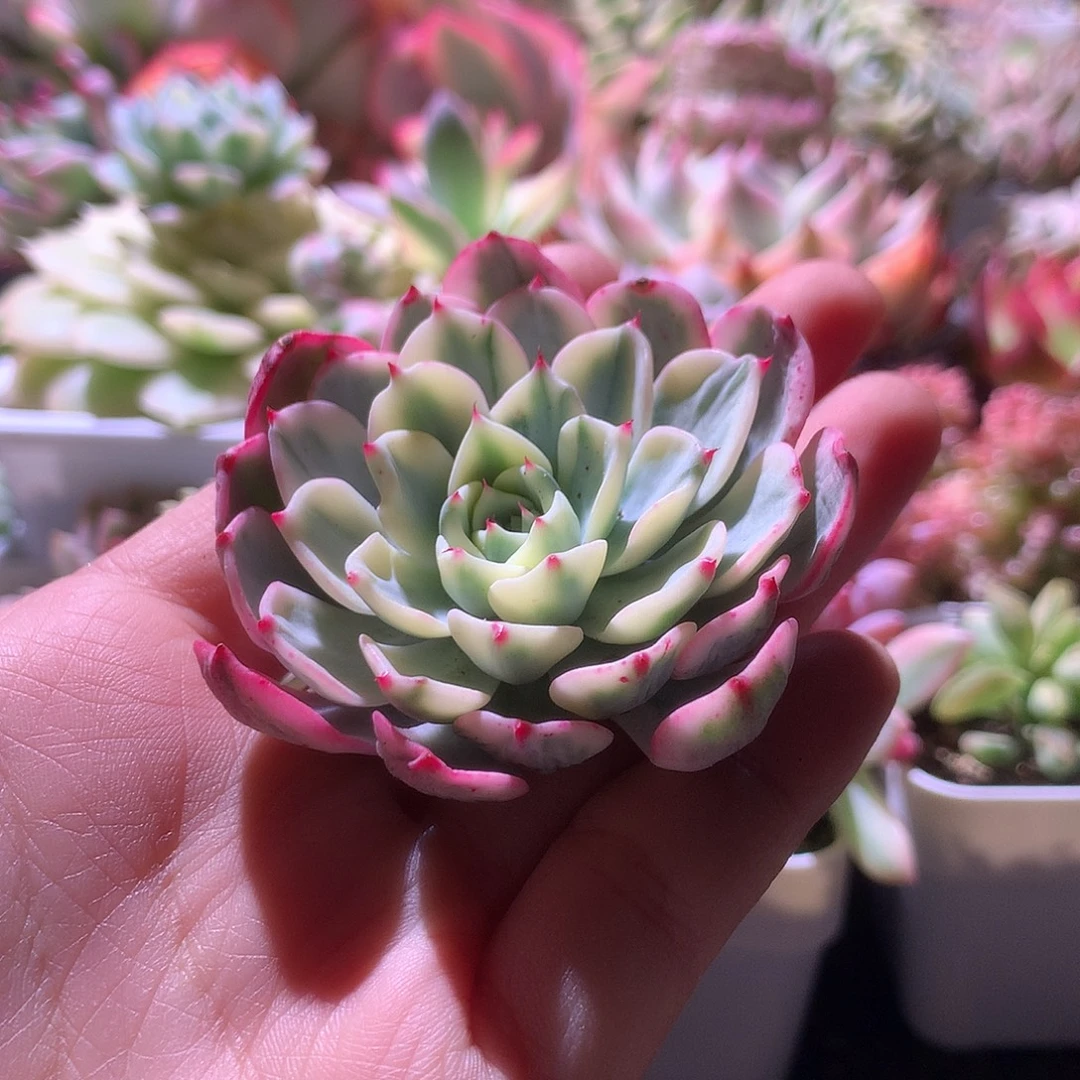 娜娜小勾覆轮锦砍头