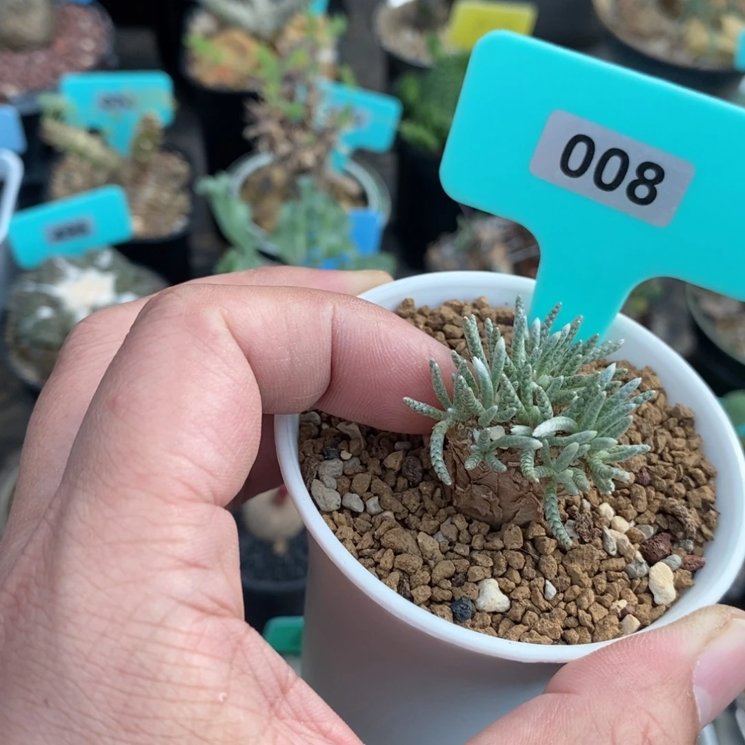 任锦多肉植物一个