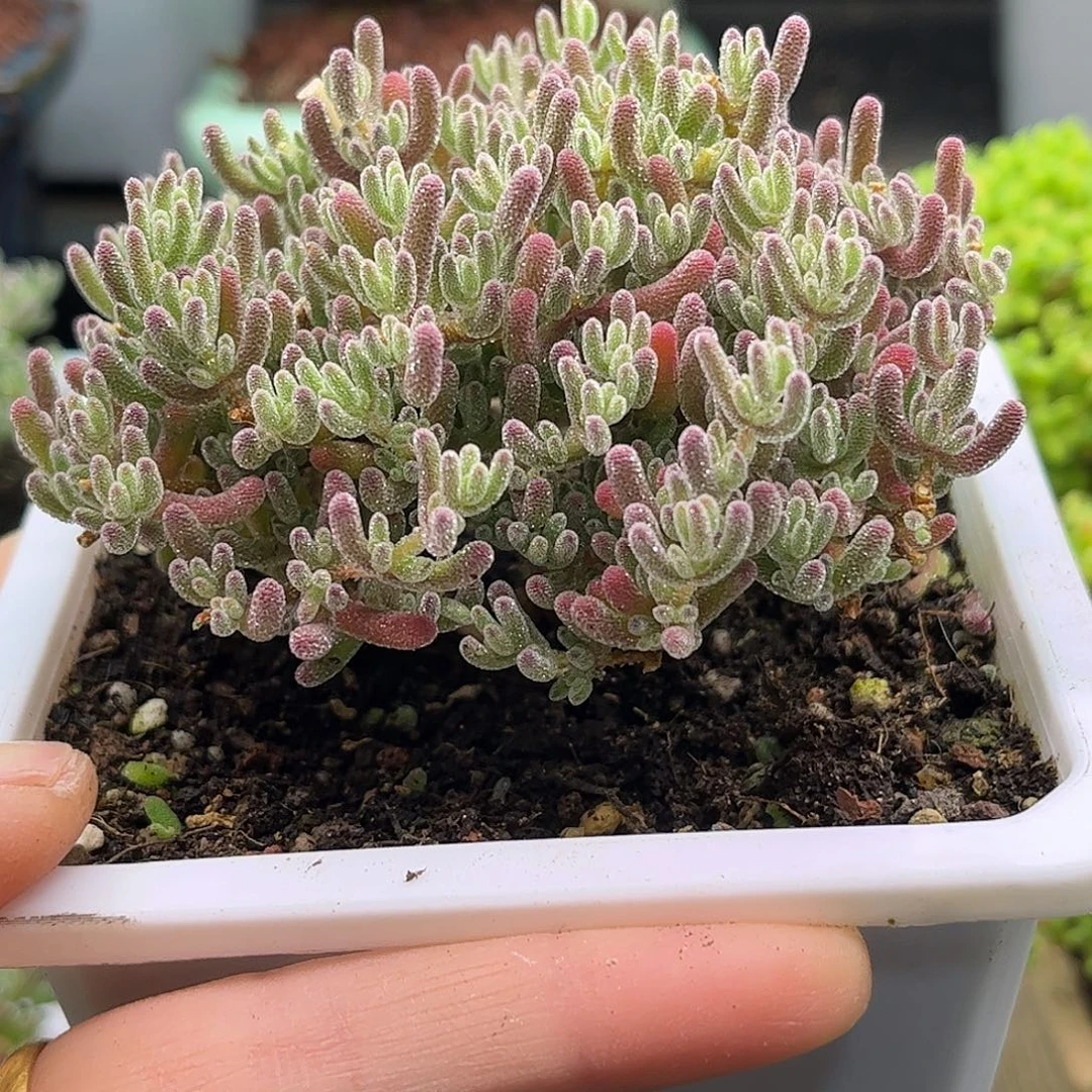 19粉冰晶优选枝干番杏