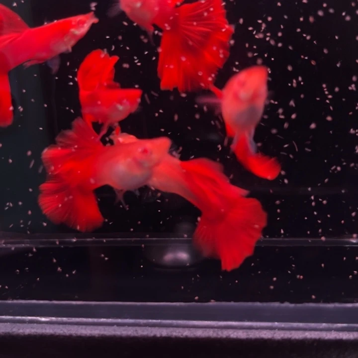 孔雀鱼红玫瑰成鱼3对