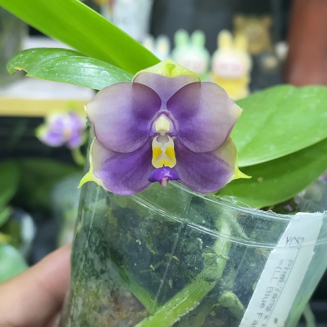 完全开放Yc52开花株