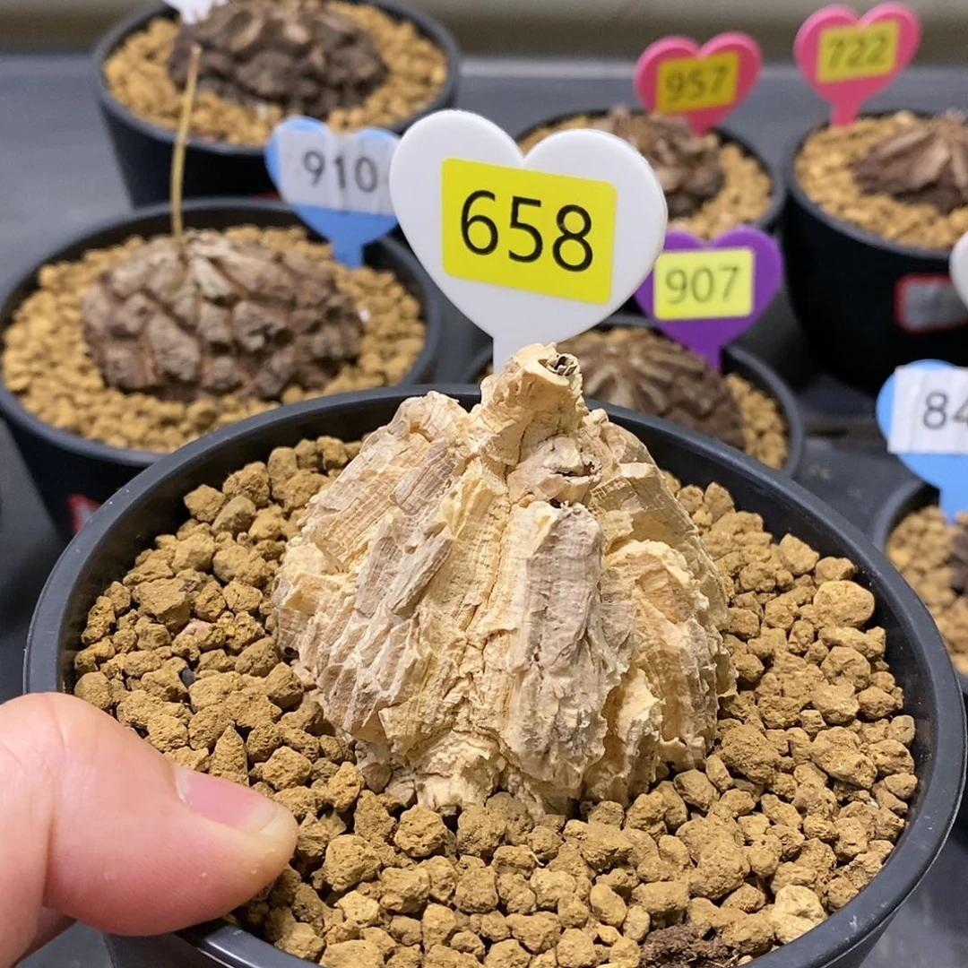 ?*云墨西哥龟甲萝摩萝摩