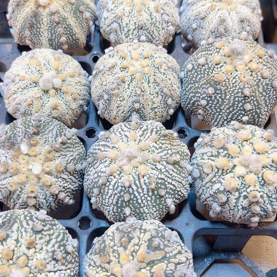 苗接超兜无根7公分