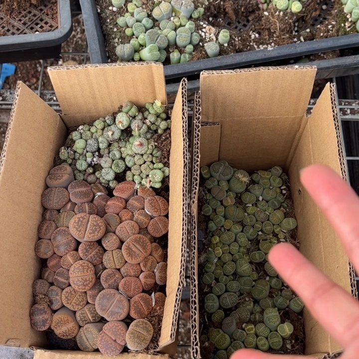 一箱三品种混搭8888888