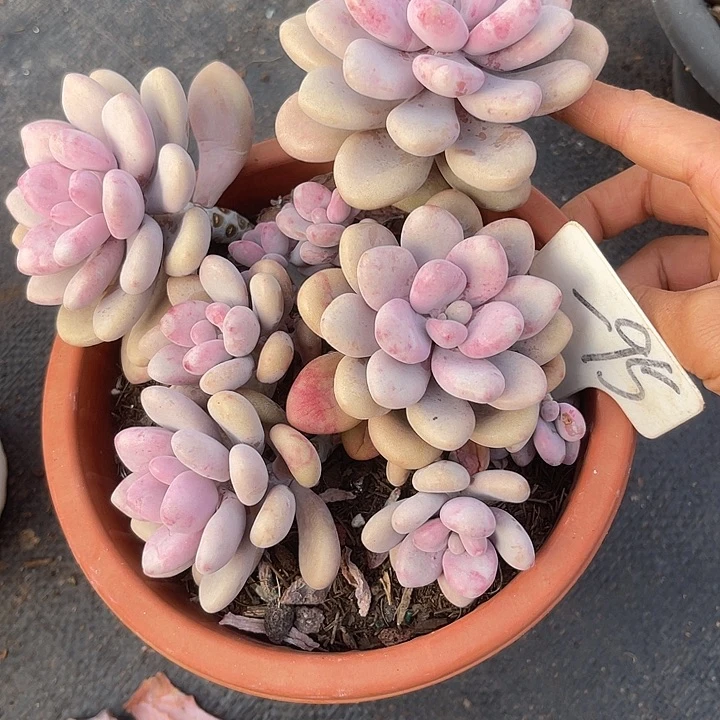 两单包邮，一物一拍桃蛋95