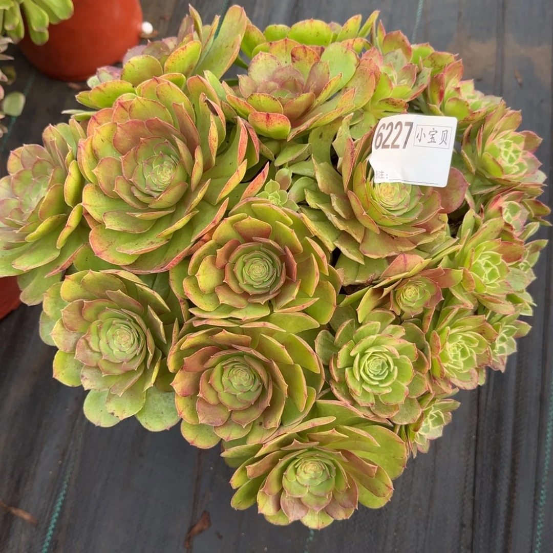 简***.6227万圣节阴阳多肉