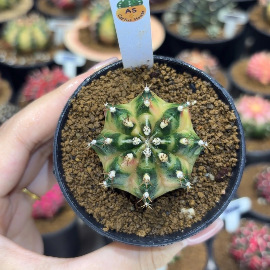 4.4cm泰系名品侧 枫叶