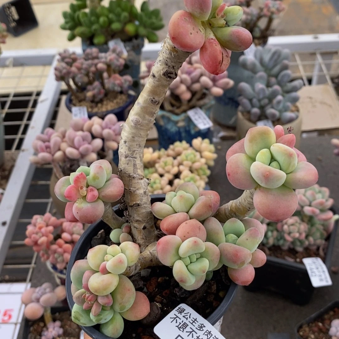 樱花洛神443/9c m