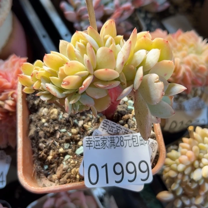 幸运的是我还没幸运