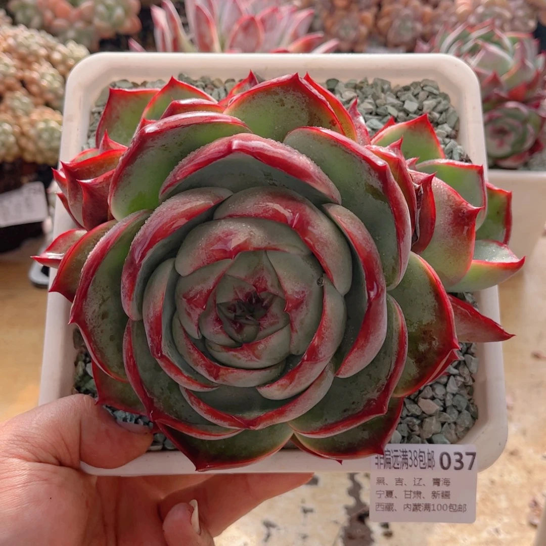 037惊鸿仙子德华多肉