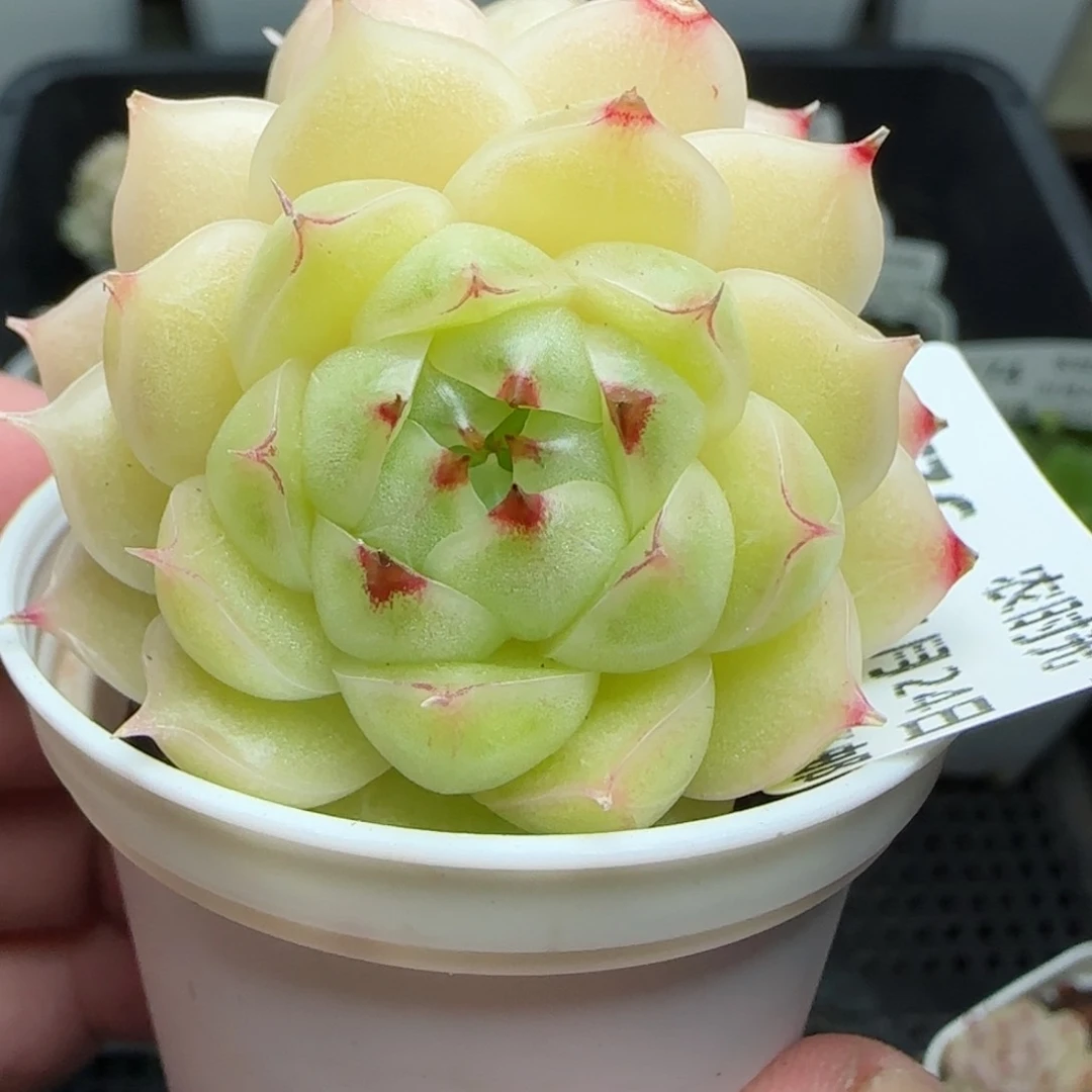 0124-176麦秆包子