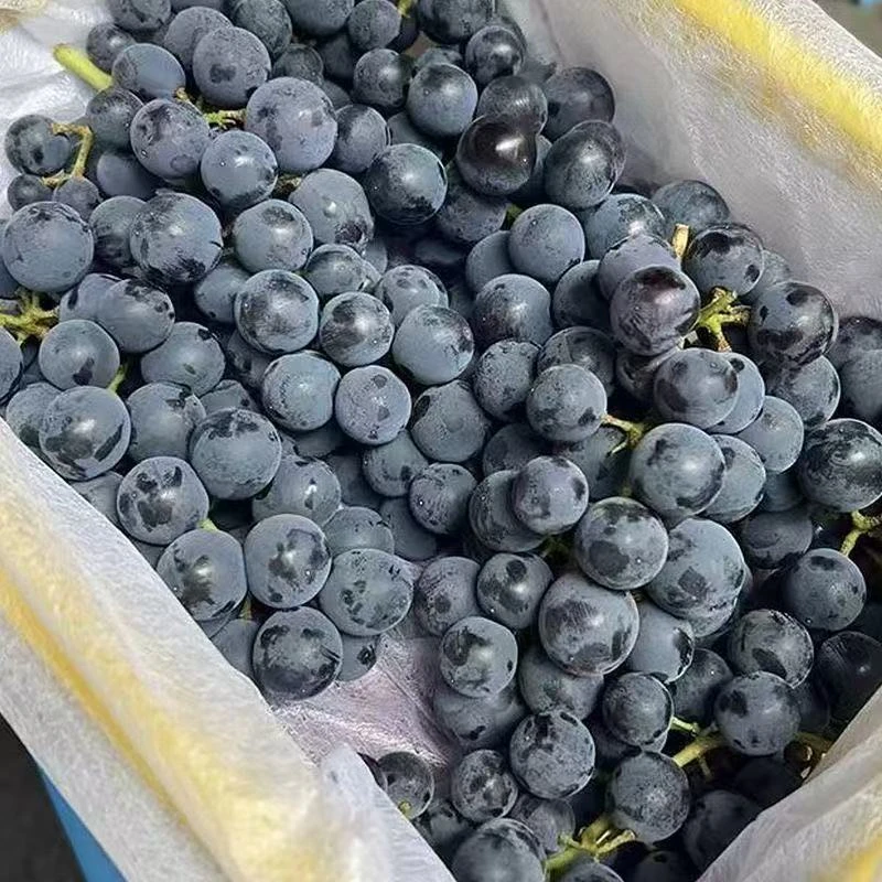 【瑕疵干枝2斤】蓝莓葡萄2斤左右