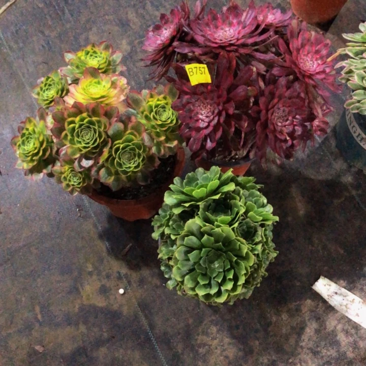 3棵多肉75700000000